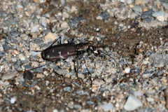 Cicindela duodecimguttata