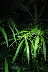 Cyperus alternifolius