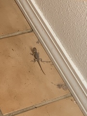 Sceloporus bimaculosus