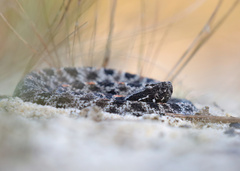 Sistrurus miliarius barbouri