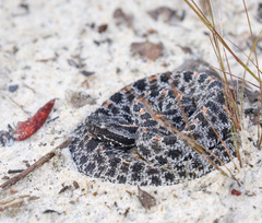 Sistrurus miliarius barbouri