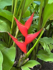 Heliconia stricta