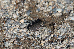 Cicindela duodecimguttata