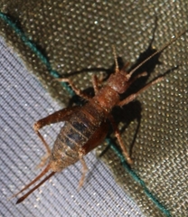 Arachnocephalus vestitus