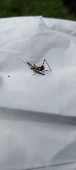 Zelus longipes