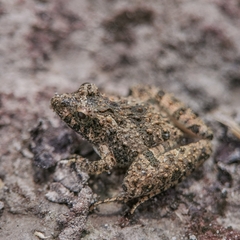 Pseudopaludicola murundu