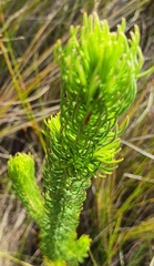 Erica viscaria