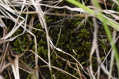 Climacium dendroides