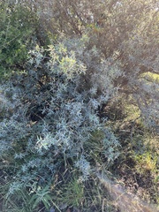 Berberis trifoliolata