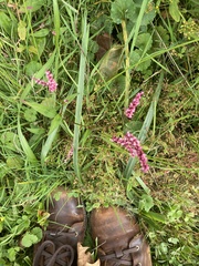 Persicaria longiseta