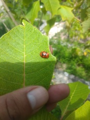 Ogdoecosta biannularis