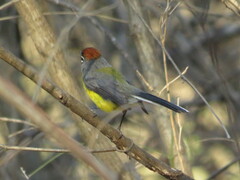 Myioborus brunniceps