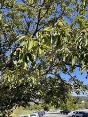 Castanea mollissima