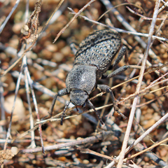 Cryptoglossa variolosa