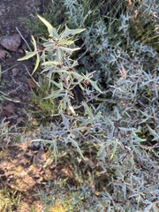 Berberis trifoliolata