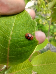 Ogdoecosta biannularis