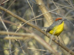 Myioborus brunniceps