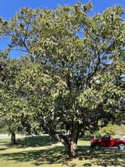 Castanea mollissima