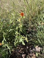 Sphaeralcea hastulata