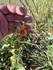 Sphaeralcea hastulata
