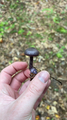 Cortinarius violaceus