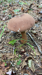 Tylopilus rubrobrunneus