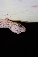 Hemiphyllodactylus hongkongensis