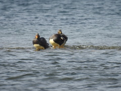 Tachyeres patachonicus