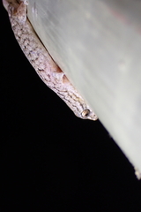 Hemiphyllodactylus hongkongensis