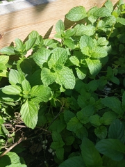 Mentha spicata
