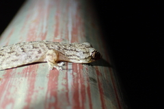 Hemiphyllodactylus hongkongensis