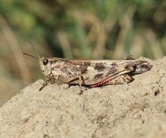 Aiolopus thalassinus corsicus