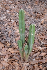 Cereus bicolor