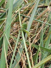 Conocephalus strictus