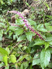 Phytolacca rivinoides