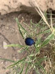 Cysteodemus wislizeni