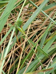 Conocephalus strictus