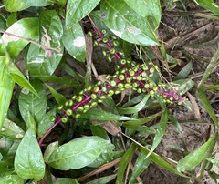 Phytolacca rivinoides