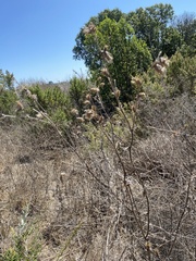 Carduus pycnocephalus