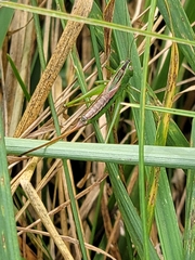 Conocephalus strictus