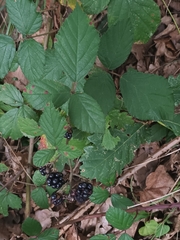 Rubus hirtus