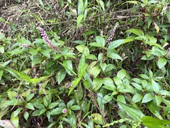 Phytolacca rivinoides