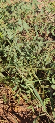 Mimosa microphylla