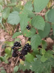 Rubus hirtus