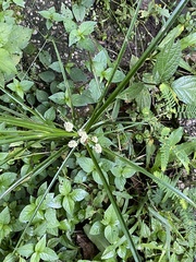 Cyperus luzulae