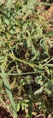 Mimosa microphylla