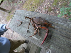 Procambarus clarkii