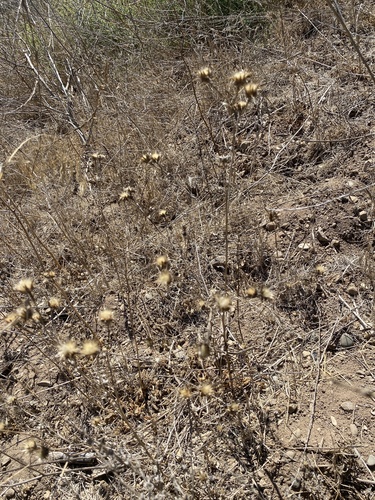 iNaturalist observation photo of Maltese star-thistle