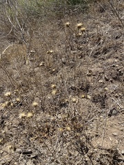 Centaurea melitensis