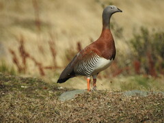 Chloephaga poliocephala